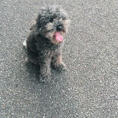 犬友募集🐶