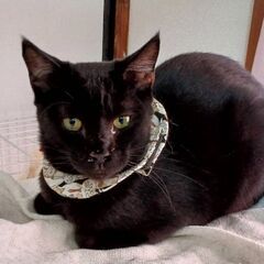 ★里親様✨募集致します★エレ