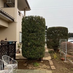 庭木の剪定承ります！お立ち会い不用！ - 剪定/造園