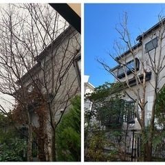 庭木の剪定承ります！お立ち会い不用！ − 千葉県