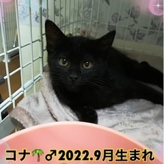 大人気の黒猫🐾コナくん募集開始します🐈‍⬛