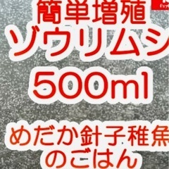 針子の飼育（ゾウリムシ種水　） ゾウリムシ　400ｍｌ