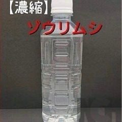 針子の飼育（ゾウリムシ種水　） ゾウリムシ　400ｍｌの画像