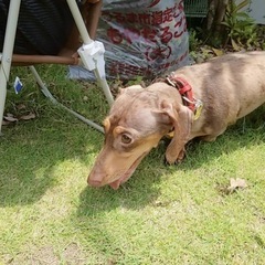 ミニチュアダックスフンド【ちょっと大きめです】 - 犬