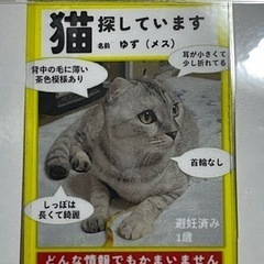 猫　さがしてます
