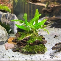 ミクロソリウム　ウィーピングモス付き流木