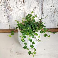 フィカス プミラミニマ　観葉植物の画像