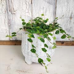 フィカス プミラミニマ　観葉植物の画像