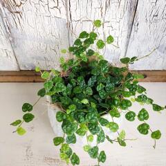 フィカス プミラミニマ　観葉植物の画像