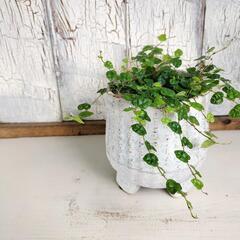 フィカス プミラミニマ　観葉植物