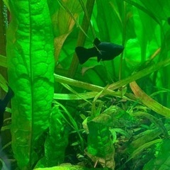 【激安】ブラックモーリーお譲りします。（新発田）80えんの画像