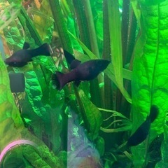 【激安】ブラックモーリーお譲りします。（新発田）80えんの画像