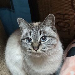 ブルーの瞳のかわいい白猫ちゃん
