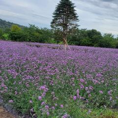 【海外出身の友達募集】I wanna make foreign friends!! − 岩手県
