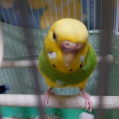 セキセイインコをもらっていただけませんか？