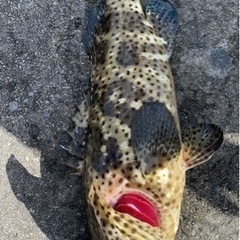 沖縄の釣り友募集しまーす^_^ - うるま市