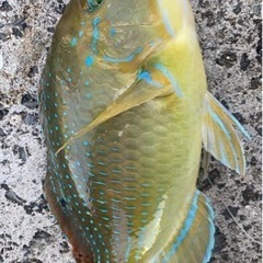 沖縄の釣り友募集しまーす^_^ - 友達