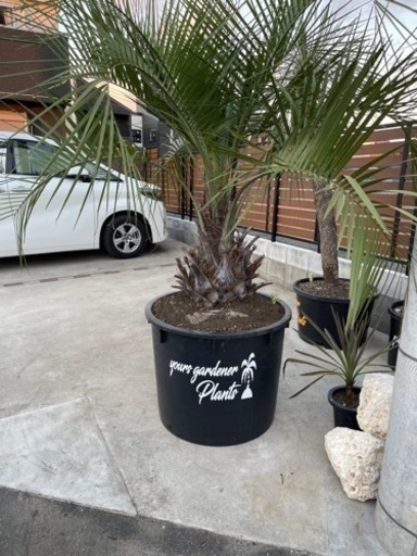 ココスヤシ、お手頃ココスヤシ残り1本！配送＋植え込みまでいたします。