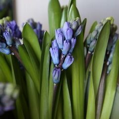 最初のフラワーデザイン　パラレル　平行に束ねるの画像