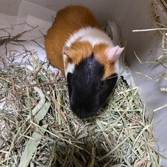モルモット　オス　2歳
