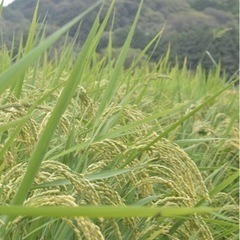 山口県の30キロ 食品の中古が安い！激安で譲ります・無料で