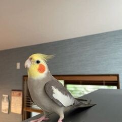 オカメインコを探しています