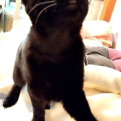 超！人が大好き！幸せを呼ぶ黒ちゃんシスターズ