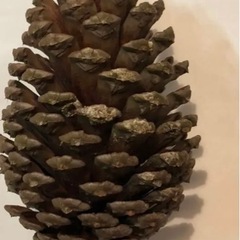 松ぼっくり　特大サイズなどサイズいろいろ、80個以上。