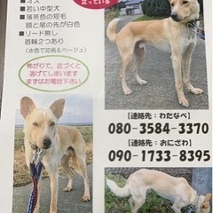 迷い犬を探しています。