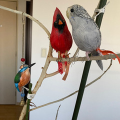 インコセット3点セット