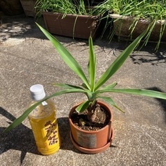【またまた値下げ‼️】🪴観葉植物ユッカの画像