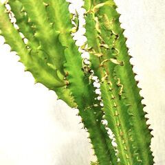∞ 多肉植物 ダイウンカク 大雲閣 高さ90cm（鉢込み）の画像