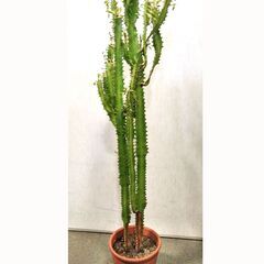 ∞ 多肉植物 ダイウンカク 大雲閣 高さ90cm（鉢込み）の画像