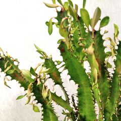 ∞ 多肉植物 ダイウンカク 大雲閣 高さ90cm（鉢込み）の画像