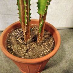 ∞ 多肉植物 ダイウンカク 大雲閣 高さ90cm（鉢込み）の画像