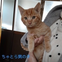 【男の子編＋1匹は女の子】9/15生まれ☆血縁一族の子猫ちゃん☆里親募集 − 岡山県