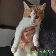【男の子編＋1匹は女の子】9/15生まれ☆血縁一族の子猫ちゃん☆里親募集 - 里親募集