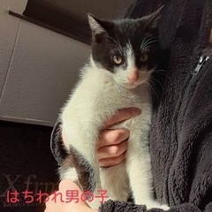 【男の子編＋1匹は女の子】9/15生まれ☆血縁一族の子猫ちゃん☆里親募集 - 猫