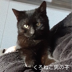 【男の子編＋1匹は女の子】9/15生まれ☆血縁一族の子猫ちゃん☆里親募集 - 小田郡