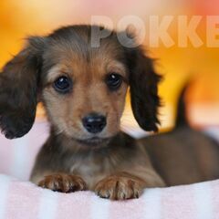 【飼い主様決定】ミニチュア・ダックスフンド（メス）（11月15日...