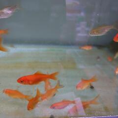 姉金　小赤　和金　金魚