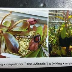 食虫植物ウツボカズラ（交配種）の種子10粒