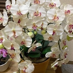 胡蝶蘭の造花2点セットの画像