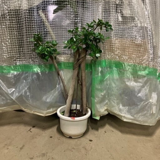 観葉植物　パンダガジュマル