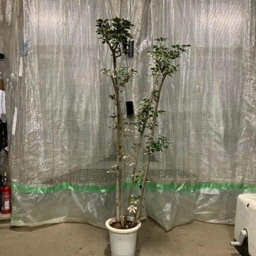 観葉植物　カポック白斑