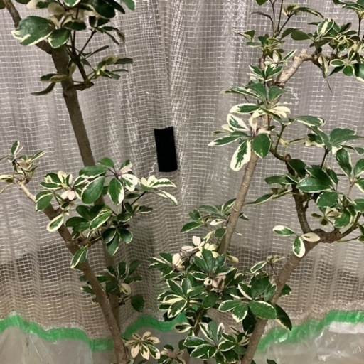観葉植物　カポック白斑
