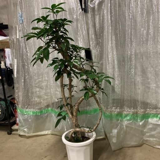 観葉植物　ツピダンサス