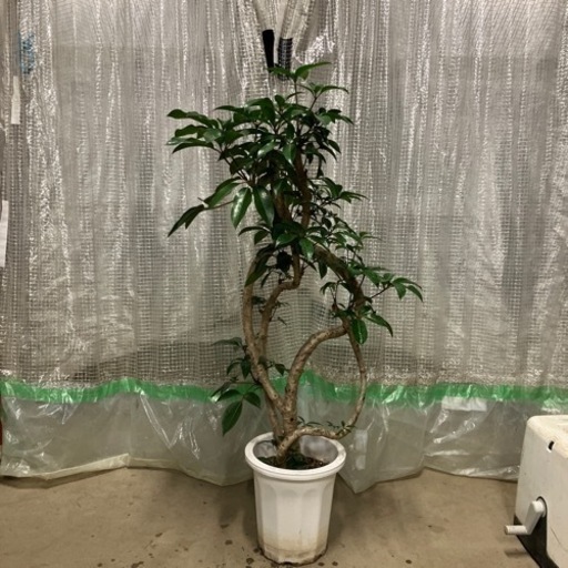 観葉植物　ツピダンサス