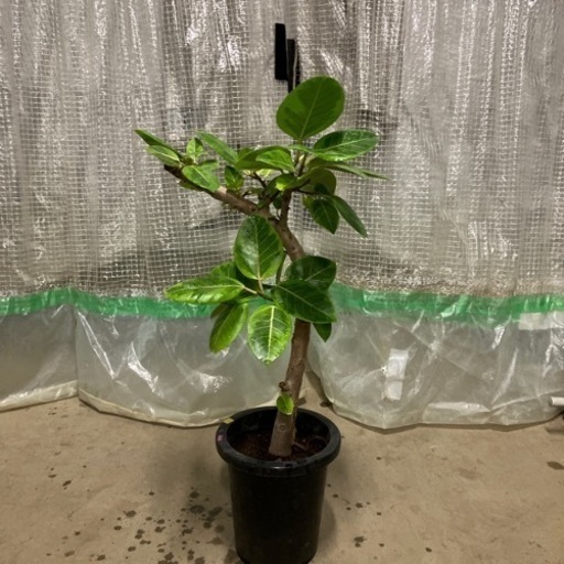 観葉植物　アルテシマ