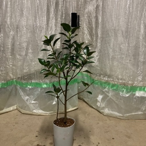 観葉植物　フランスゴム